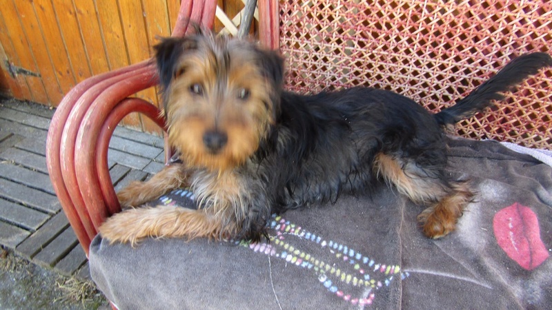 TEDDY petite canaille de 7/10 mois Adopté 18402110