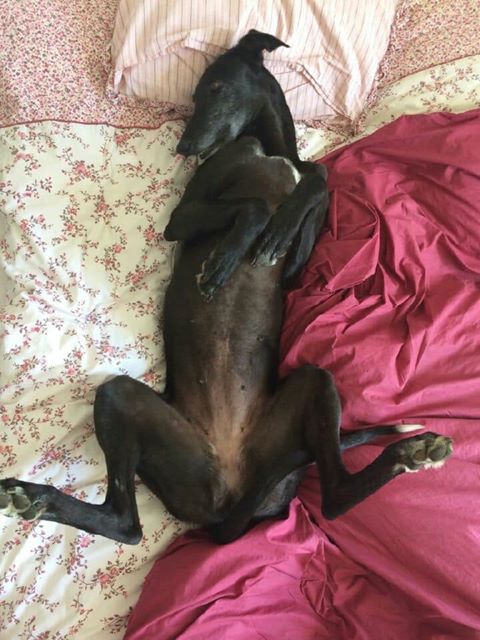 GAVIOTA "Safari", galga noire de 4ans .Scooby France - Page 3 18952710