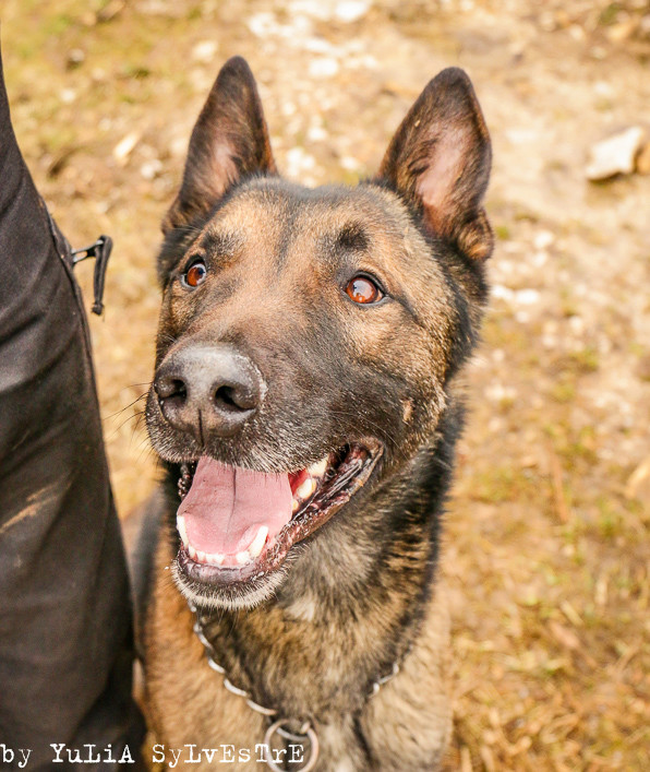 JUNIOR, malinois mâle 3 ans - Page 2 Img_7011