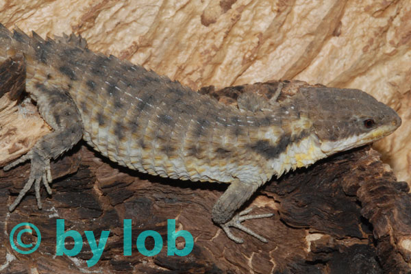 lézard sur la plage Cordyl14