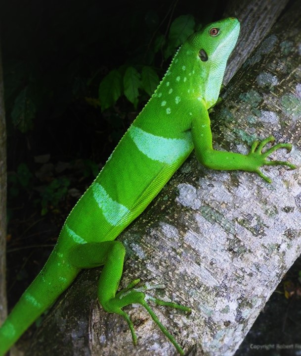 Depuis quelques temps je craque sur les Brachylophus... Surtout le Bulabula. Qui en posséde?  6dcb5f11