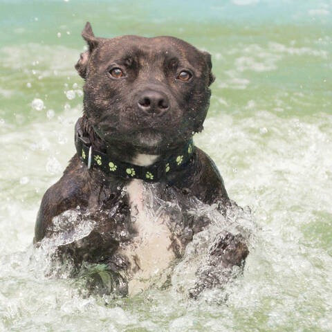 So staffies don't like water, eh?