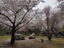 La Floraison des cerisiers au Japon - Sakura Zensen 20170420