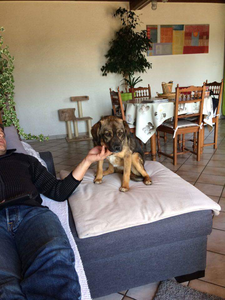 MATTI, M-X, petite taille, né 2013/2014 (TAMARA FOURRIERE) Réservé Asso Détresse Animaux Auvergne - Page 6 Receiv17
