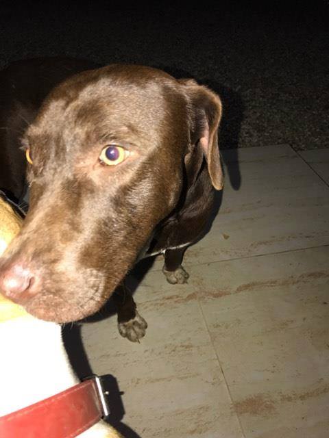 TROUVE CHien type Labrador/Braque marron foncé yeux verts, pattes blanches, sur Savannah le 23/02/2017 16831010