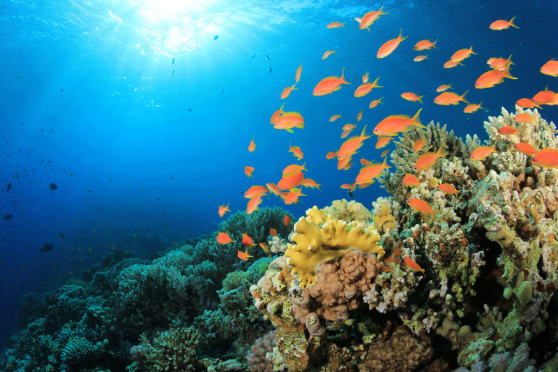 Korallenriff Image10