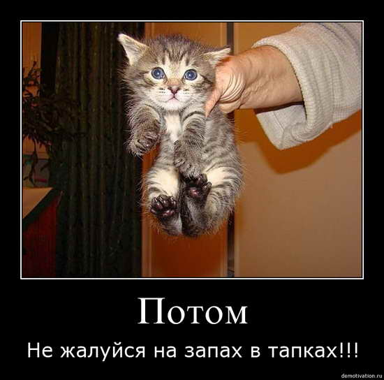 О КОТАХ!!!(доза позитива!!!) 090c0310