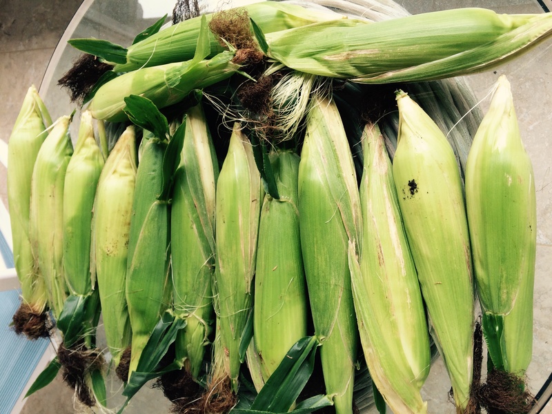 2017 corn pictures Corn_021