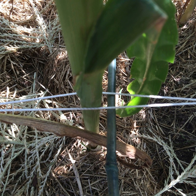 First time growing corn Corn_f10