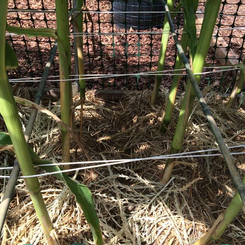 First time growing corn Corn_f12