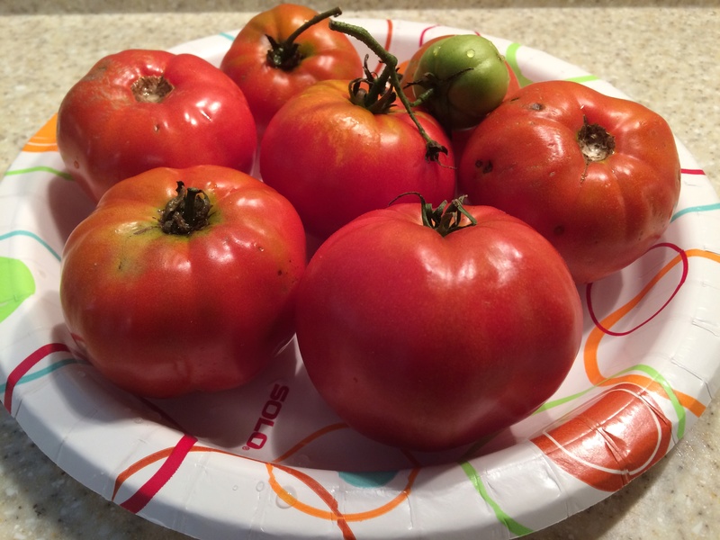 2017 SFG in Brooks, Ga Tomato10