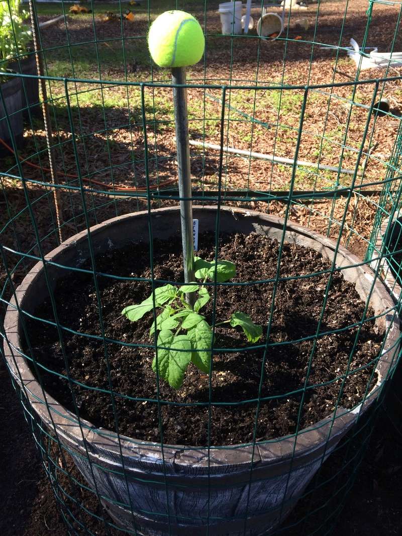 2017 SFG in Brooks, Ga Tomato11