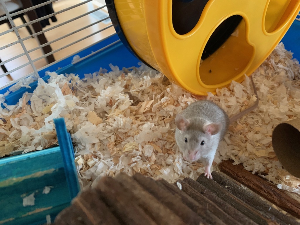 New adopted boy:) Img_3410