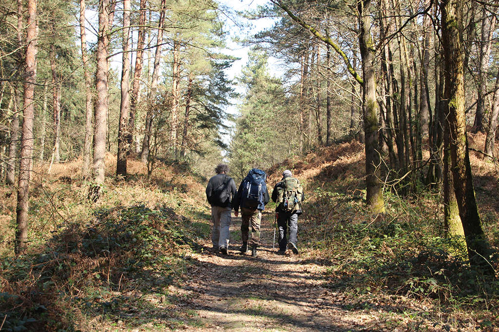 Sortie le 25 mars en forêt de Retz (60) - Page 2 Img_3222