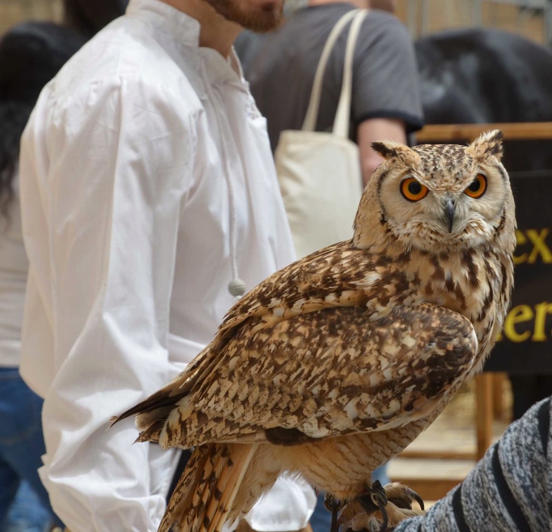 Communiquer avec les animaux Aigle-11