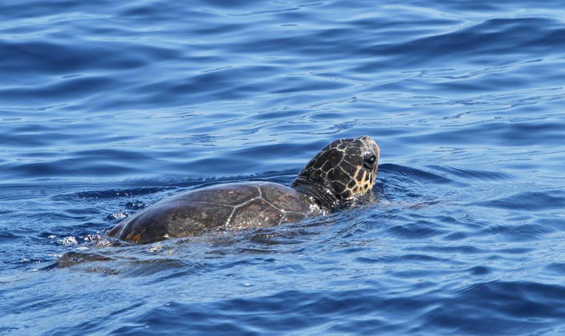 Un voilier et des Tortues Tortue10