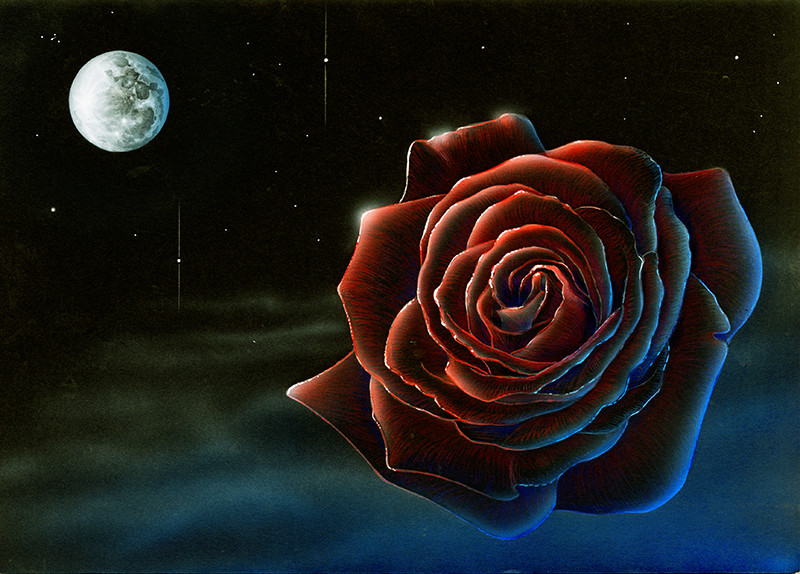 rose au clair de lune Rosecl12