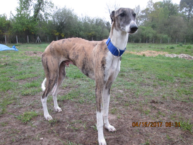 Baco jeune galgo né en 2014 à l'adoption refuge de scooby Adopté - Page 2 Img_1611