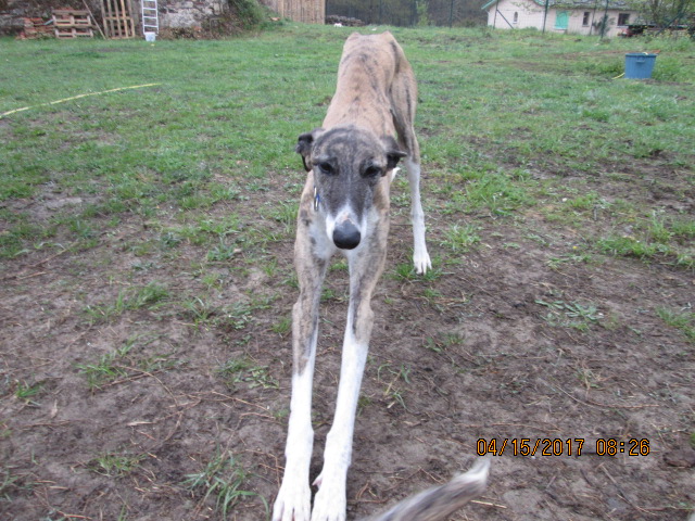 Baco jeune galgo né en 2014 à l'adoption refuge de scooby Adopté - Page 2 Img_1612