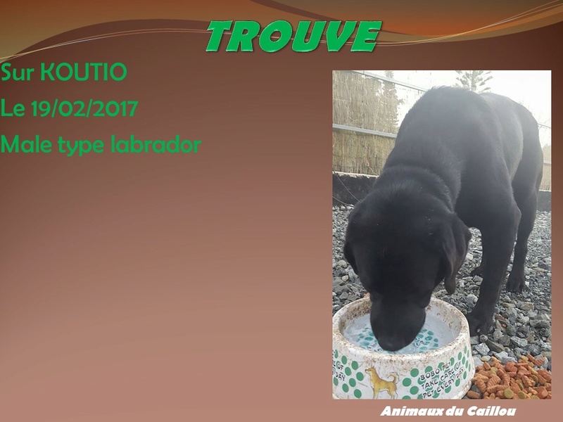 TROUVE chien noir labrador, Koutio le 19/02/2017 Modele10