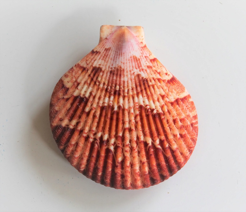 Anguipecten superbus (Sowerby II, 1842)  Img_4011