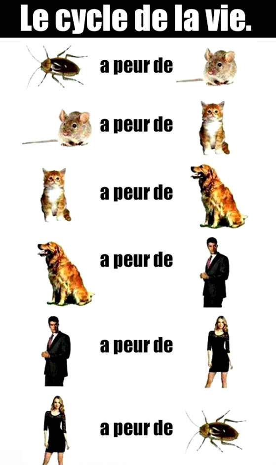 images humour  - Page 25 Humour14