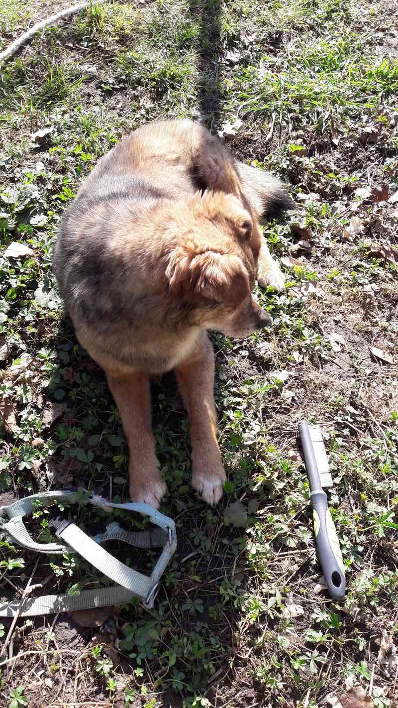 ROCKY - Mâle, taille petite, né environ 2006 (PASCANI) - adopté par Jennifer (depart 64) - DECEDE - Page 2 20170217