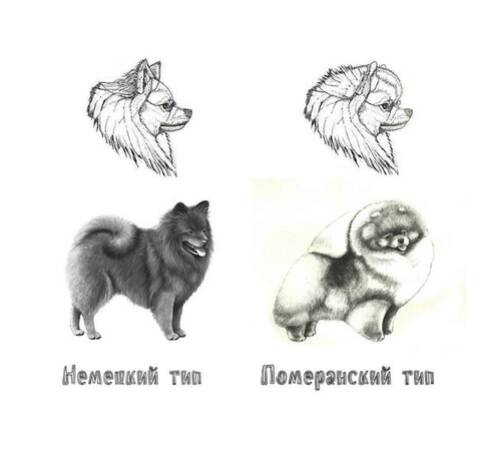 Немецкая овчарка шпиц