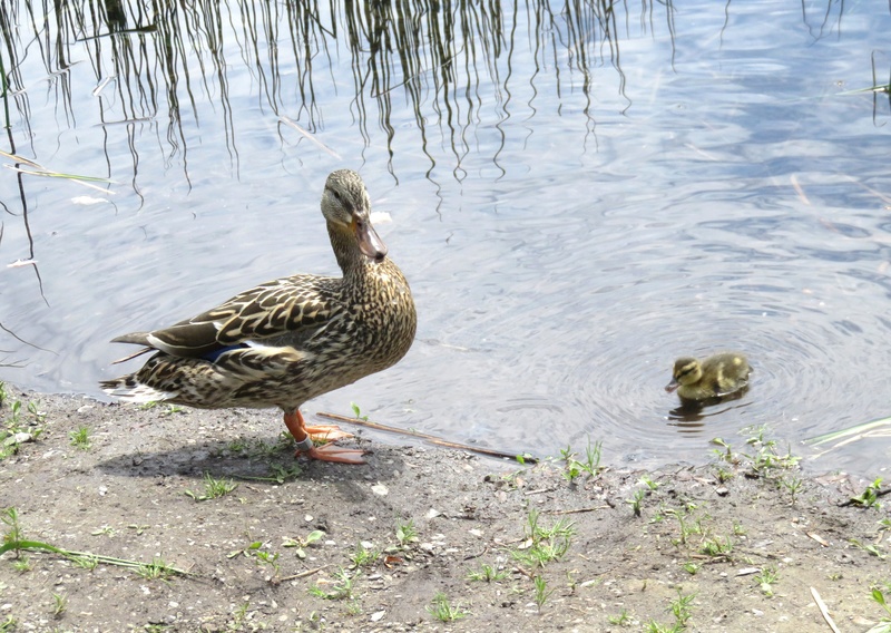Maman canard colvert et bébé 2017-154