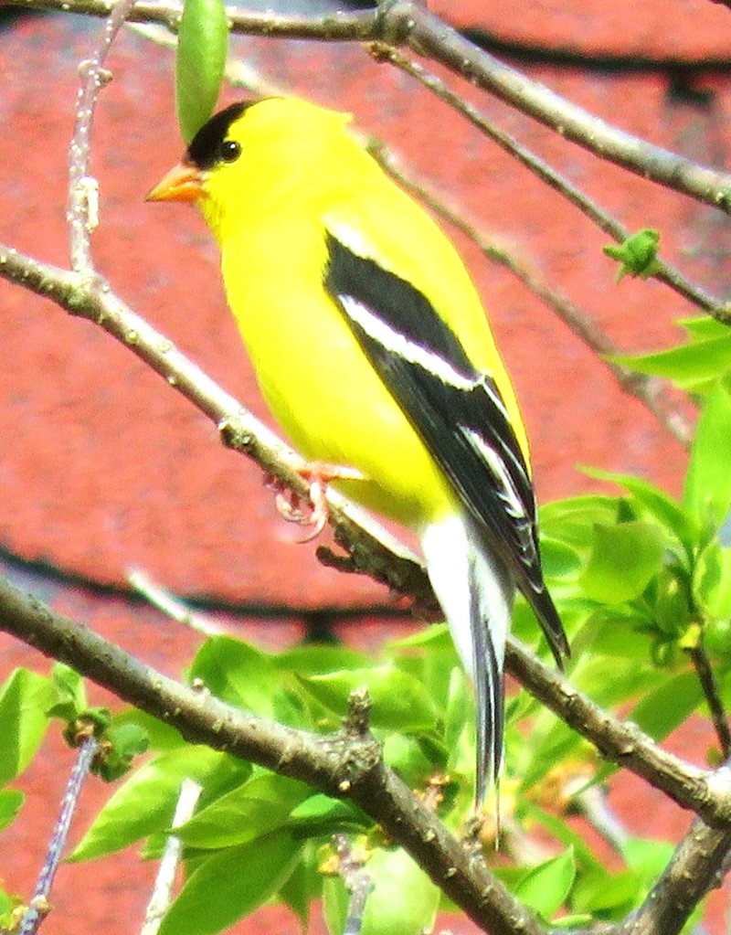 Chardonneret jaune 2017-158