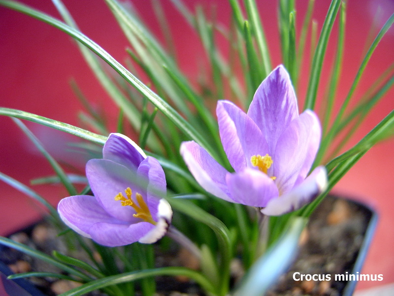 Schwertliliengewächse: Iris, Tigrida, Ixia, Sparaxis, Crocus, Freesia, Montbretie u.v.m. - Seite 14 Crocus15