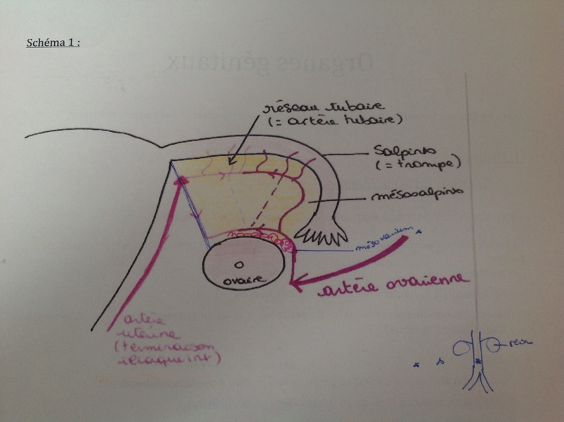 ligament suspenseur de l'ovaire et mésocarium Image11