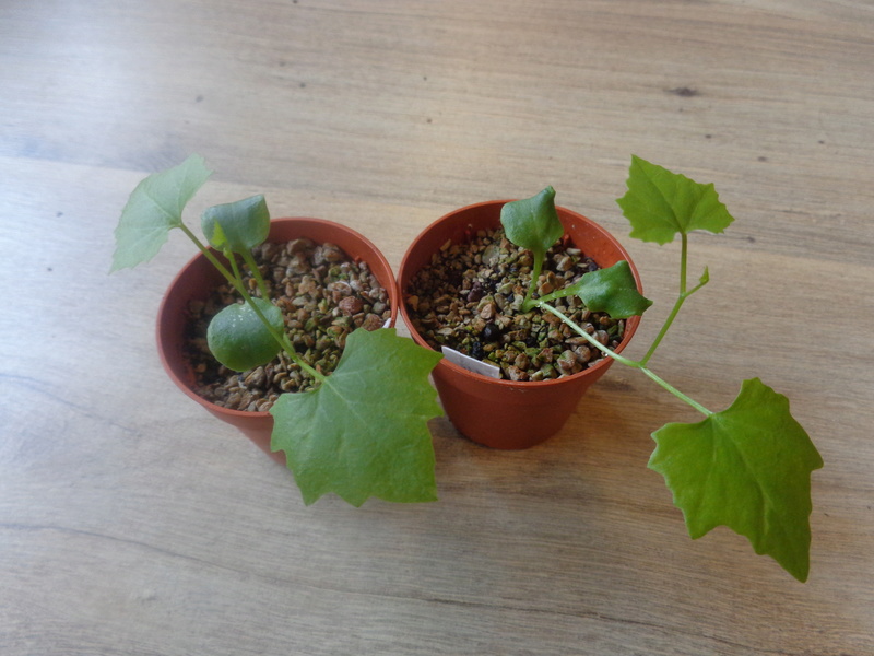 Mes semis : Gerrardanthus macrorhizus, Kedrostis africana, Ibervillea tenuisecta... It110