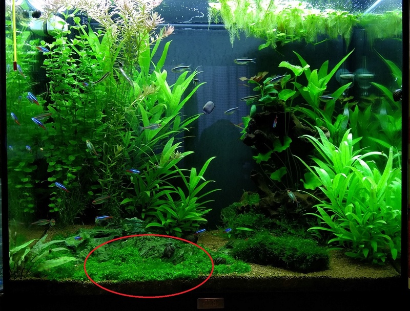 algues filamenteuse sur plante gazonnante 310
