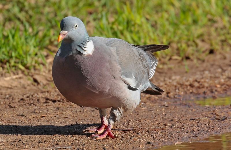 pombo turcaz Img_0410