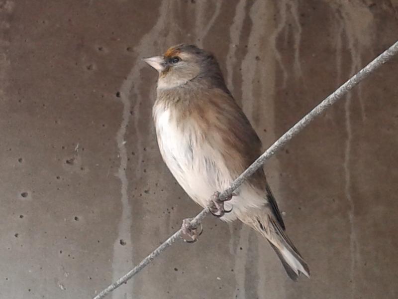 CARDUELIS CARDUELIS x CARDUELIS CANNABINA 03_10