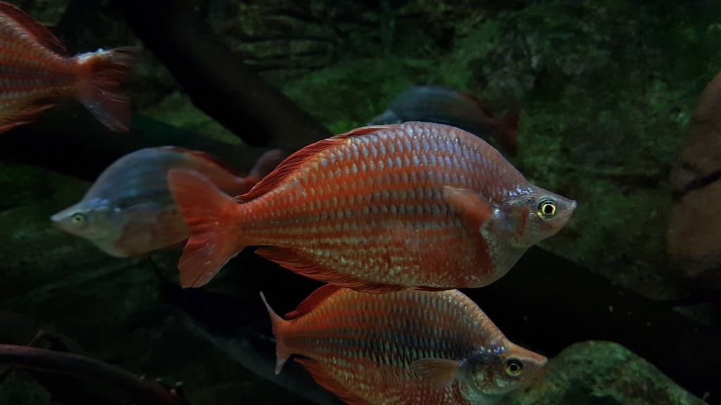 ACUARIO DE ZARAGOZA 20170312