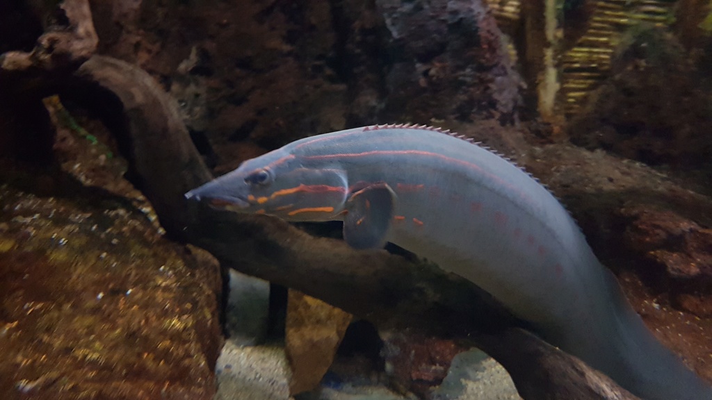 ACUARIO DE ZARAGOZA 20170332