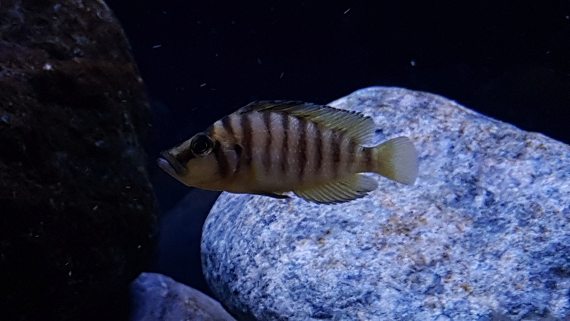 Altolamprologus compressiceps 20170512