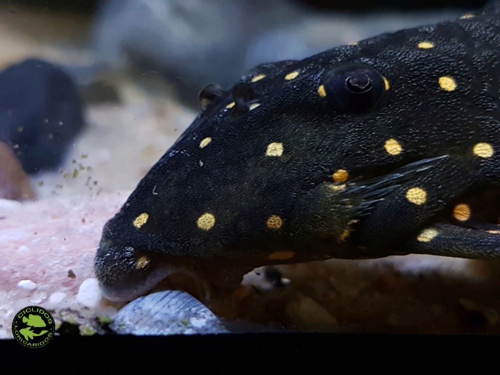 Panaqolus albomaculatus (Kanazawa, 1958) - LDA031, Mustard Spot Pleco - Página 2 Dexati15