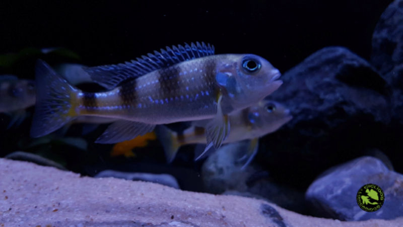 Limnochromis auritus (Boulenger, 1901) Dexati72