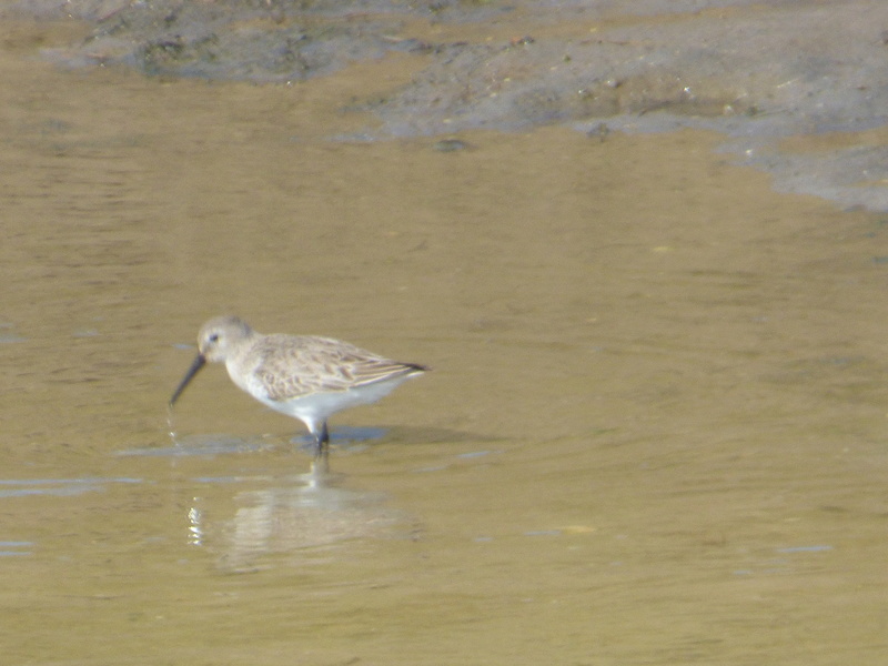 Id - Calidris - Ria de Alvor - 16-02-2017 P1300213