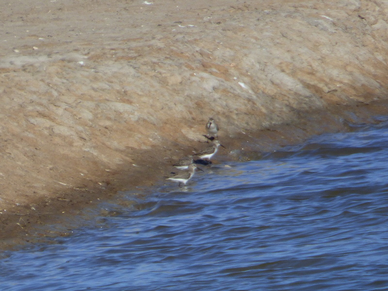 Id - Diversos - Ria de Alvor - 09-03-2017 P1300716