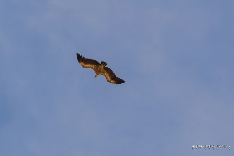 Id rapina e pombo?? Mertola 20/05/2017 Dsc_5310