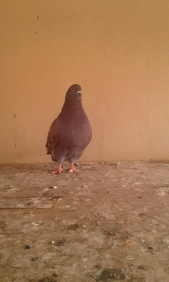 Ces pigeons sont de quelle race? 16788011