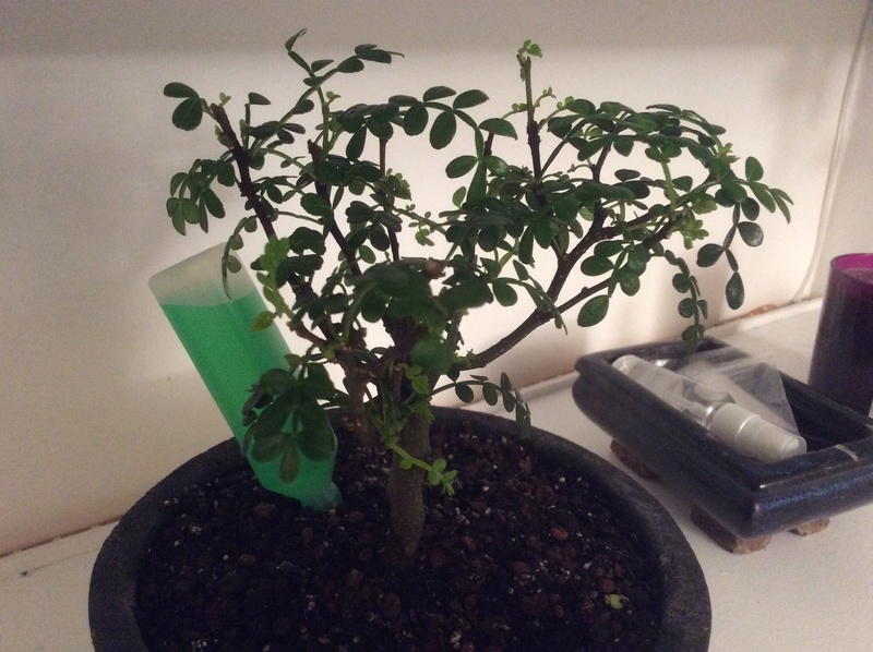 help identifying new bonsai tree Img_0013