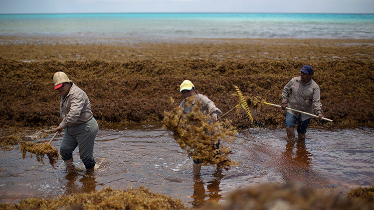 Gran Cinturón de Sargazo del Atlántico: La masa de algas de casi 9.000 km de largo en movimiento hacia el Caribe y Florida. 55d05312