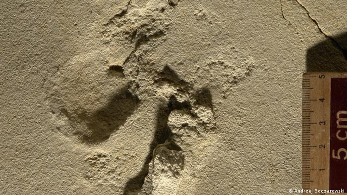 Huellas prehumanas halladas en Grecia podrían ser las más antiguas jamás descubiertas. 59493711