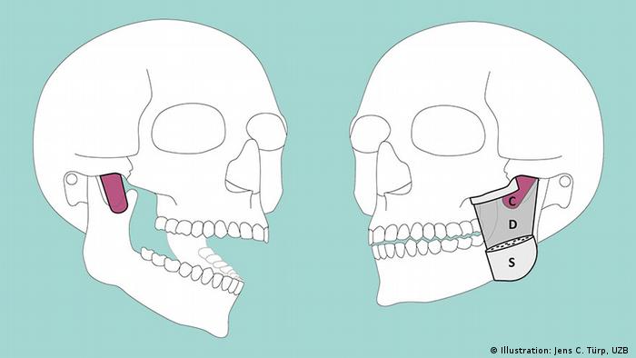 Descubren una sección de los músculos de nuestra mandíbula que hasta ahora había pasado desapercibida. [Anatomía] 60278110