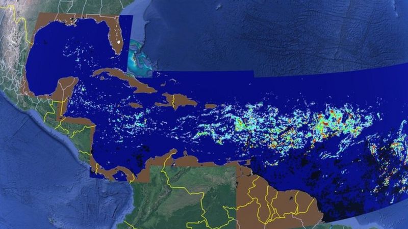 Gran Cinturón de Sargazo del Atlántico: La masa de algas de casi 9.000 km de largo en movimiento hacia el Caribe y Florida. _1290110